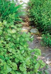 Cầu ao gia vị