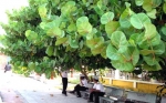Cây bàng Trường Sa