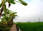 Miền quê thanh bình ở Nam Bộ