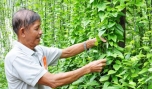 Ông Huỳnh Văn Chà, khu phố Tân Bình, phường Tân Long (TP. Mỹ Tho) 17 năm liền đạt danh hiệu NDSXKDG.