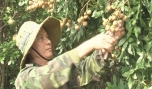 Nông dân Lê Tấn Thành thu hoạch nhãn.
