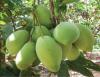 Xoài cát Hòa Lộc.