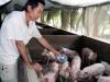 Mô hình nuôi heo sinh sản của cựu chiến binh Phan Minh Diệu.