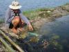 Vụ tôm chính vụ 2010 của Tiền Giang: Nông dân lại ''nếm vị đắng''!