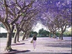 Một trăm linh tám cây bằng lăng