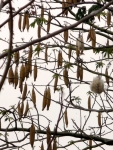 Một lứa bên trời