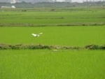 Mắc nợ  phù sa