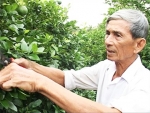 Trồng chanh bông tím có hiệu quả