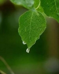 Lời thì thầm của chiếc lá