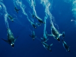 Ảnh đẹp tháng 10 của National Geographic