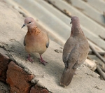 Mẹ và những con chim ngói