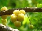 Mùa chùm ruột đong đầy nỗi nhớ
