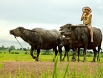 Bài thơ thương hiệu cua đồng
