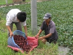 Nhớ mùa ấu ngày mưa lũ