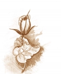 Minh họa: Thanh Sơn