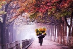 Hà Nội mùa thu, cây cơm nguội vàng...