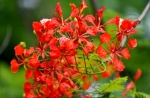 Trước màu hoa đỏ