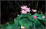 Hương Sen!