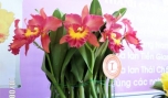 Tác phẩm hoa lan độc đáo.