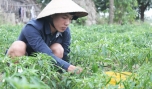 Nguyễn Hải Đăng tranh thủ những ngày nghỉ học về nhà phụ giúp gia đình.