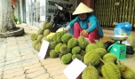 Nhịp sống vỉa hè