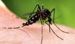 Muỗi anopheles - sinh vật nguy hiểm nhất trên thế giới