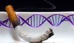 Hút thuốc gây ra đột biến gene ở mức độ cao.