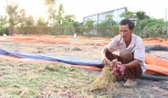 Hành tím Tân Điền bị thiệt hại do thối củ.