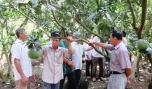 Với giá bưởi đang tăng từng ngày, năm nay bà con trồng bưởi sẽ có một cái tết sung túc, vui tươi.