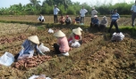 Nông dân xã Tân Hương đang thu hoạch vụ khoai sớm.