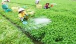 Rau màu là một trong những lợi thế của Tiền Giang cần được phát huy để nâng thu nhập người dân.
