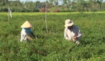 Hiệu quả nhờ trồng rau màu trên đất lúa