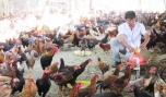 Anh Diệp chăm sóc gà.