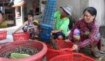Phân loại ốc cau.