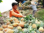 Mô hình dưa + lúa ở xã Thạnh Lộc (Cai Lậy, Tiền Giang).