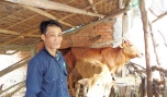 Anh Nguyễn Văn Hiếu đang chăm sóc 2 con bò có được từ nguồn vốn vay của xã.