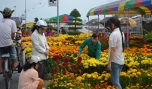Bà con đang lựa những chậu hoa đẹp và ưng ý cho mình trong dịp Tết.
