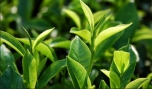 Lá chè xanh có thể chữa nhiều bệnh