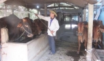 Anh Nguyễn Văn Sáu đang chăm sóc đàn bò.
