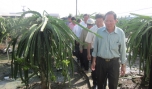 Đoàn tham quan mô hình trồng thanh long tại gia đình CCB Nguyễn Văn Trợ.