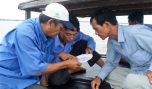 Phân tích tỷ lệ sò giống.