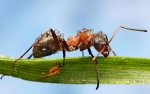 Nghêu ngao chờ cơm