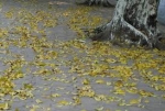 Khi xuân nồng đông nhạt