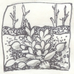 minh hoạ: Thanh Sơn