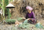 Cái răng đời mẹ