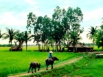 Một góc quê hương