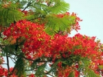 Mùa hoa phượng cuối cùng