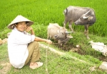 Chẳng nên có cái nhìn hà khắc về "người nhà quê"