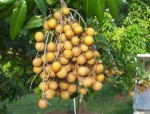 Mùa nhãn chín