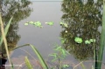 Nhớ nước